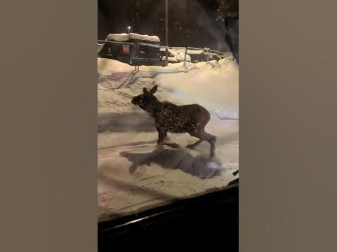 drunk deer hit and run - YouTube