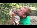 Тигрята - полосатое счастье Олега Зубкова. Тайган. Little tigers cubs - striped happiness. Taigan.