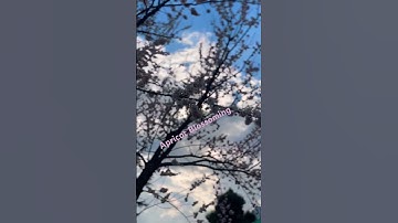 Thumbnail of Apricot Bloosming #ytshorts #youtube #reel #reelitfeelit #reelsvideo #march2024 #flowers #himachal