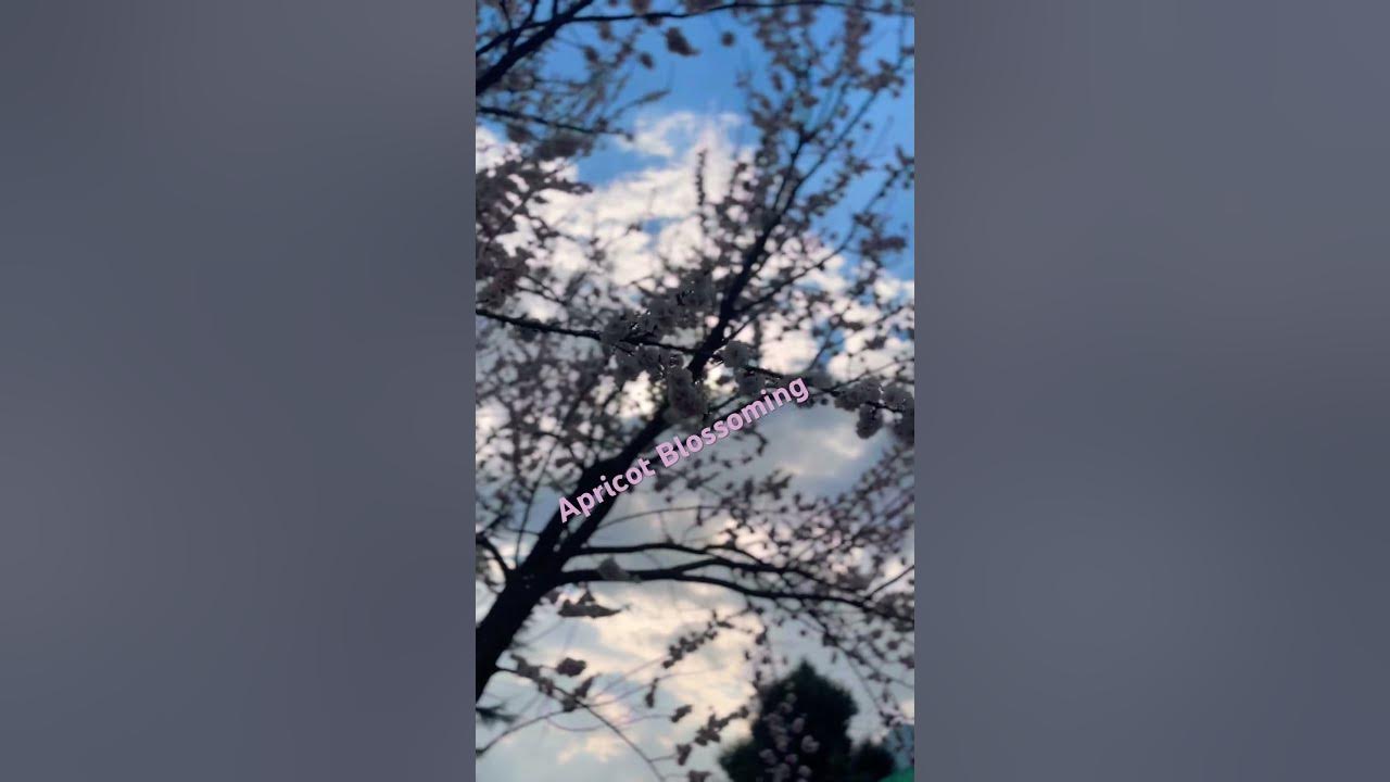 Apricot Bloosming #ytshorts #youtube #reel #reelitfeelit #reelsvideo #march2024 #flowers #himachal