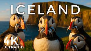 Puffins at Látrabjarg 4K – Iceland's Largest Bird Cliff in Cinematic Detail