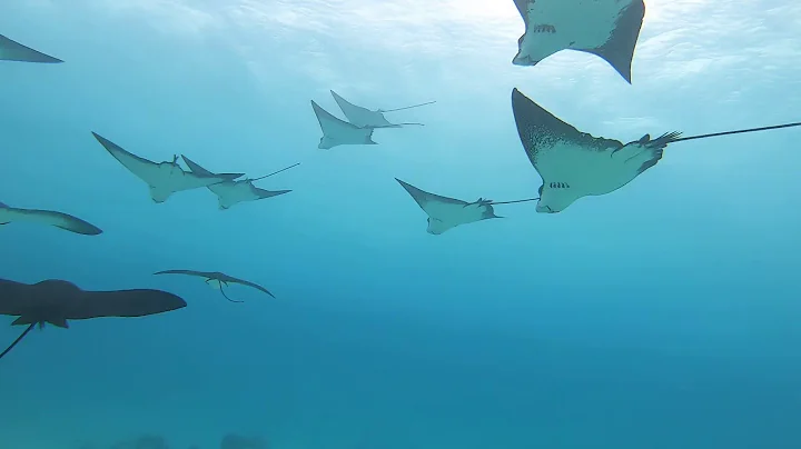 Spotted Eagle Rays Bora Bora