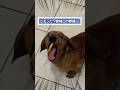 ㊗️100万再生突破！！！ダックスさんの動画見て笑ったら寝ろwwwwww