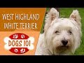 Dogs 101 - WEST HIGHLAND WHITE TERRIER  - Top Dog Facts About the WEST HIGHLAND WHITE TERRIER