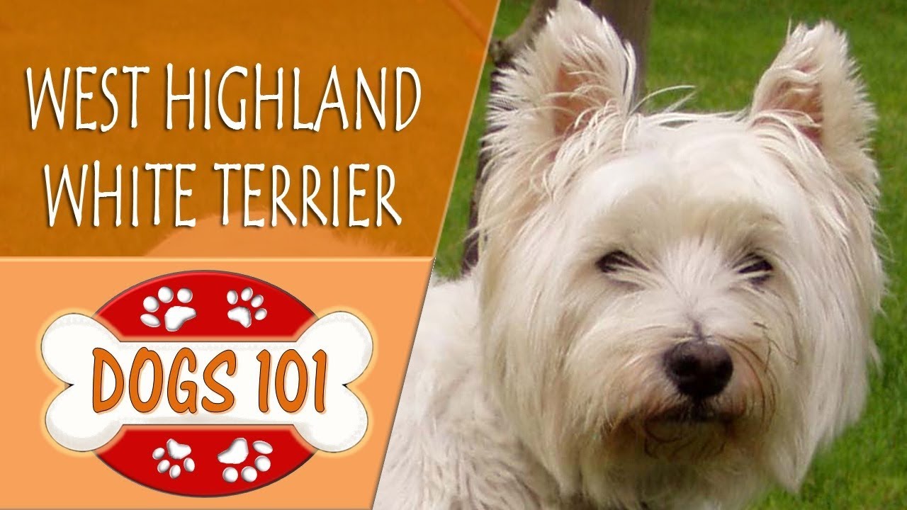 west highland terrier dogs 101