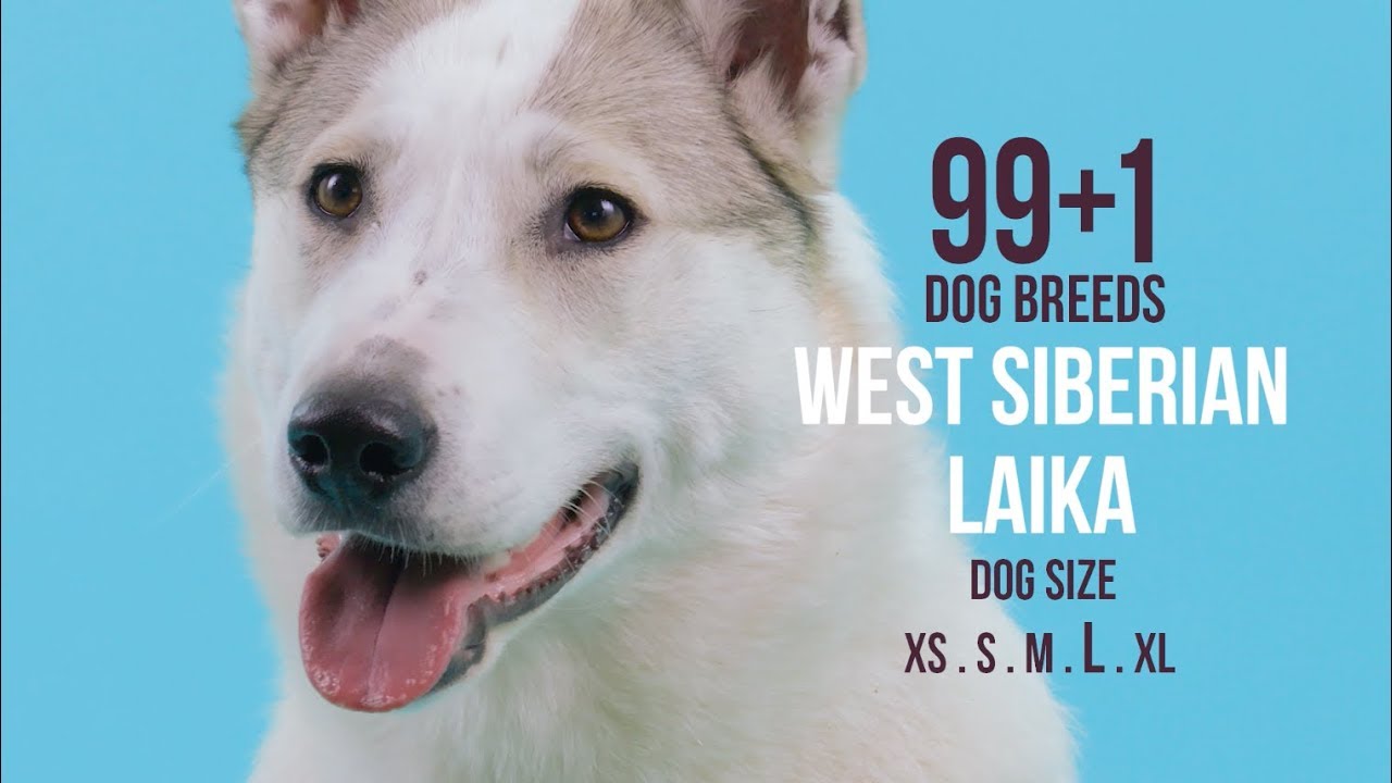 West Siberian Laika 99 1 Dog Breeds Youtube