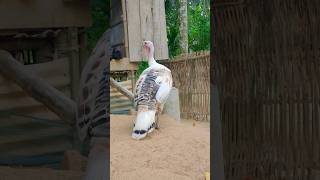 American Royal Turkey Bird