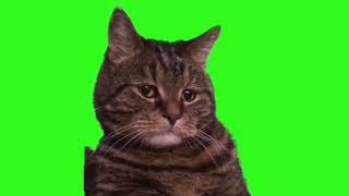 Самый грустный кот Миша на зеленом фоне. Футажи на зелёном фоне