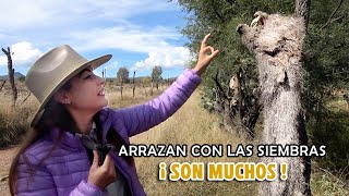 COCHINOS JABALÍ, Están INVADIENDO los RANCHOS de Zacatecas - ALMA Coronel