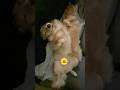 嫌われる理由 #大型犬 #ゴールデンレトリバー