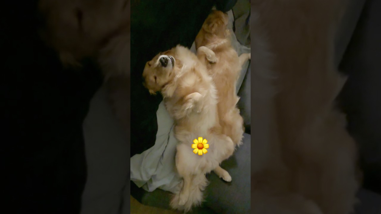嫌われる理由 #大型犬 #ゴールデンレトリバー