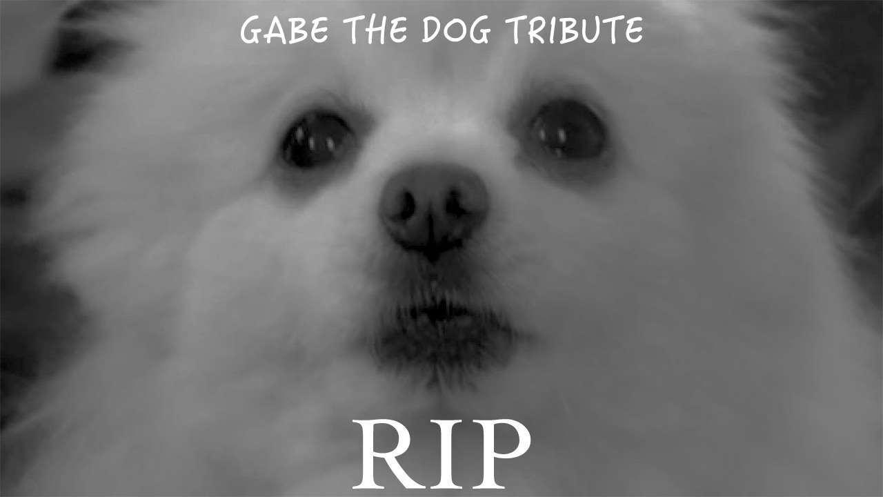 Gabe The Dog Tribute YouTube
