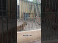 #babylion #animals