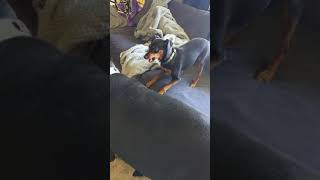 Miniature pinscher vs Doberman pinscher