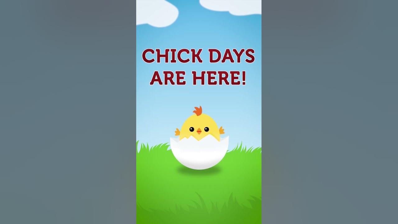 Chicks are back! Find everything you need to grow your flock at your