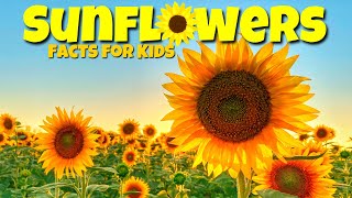 Cool Facts About Sunflowers 🌼 Educational Lessons for Kids