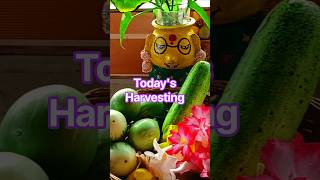 Today's Harvesting#harvesting #dailyvlog #minivlog #treanding #shortsfeed