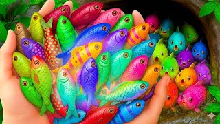 Tangkap ikan hias warna-warni di kolam kecil, ikan mas, kura-kura bayi, ikan platy, ikan koi, cupang