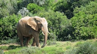 08102015 Addo Elephant Park - Eastern Cape,  South Africa