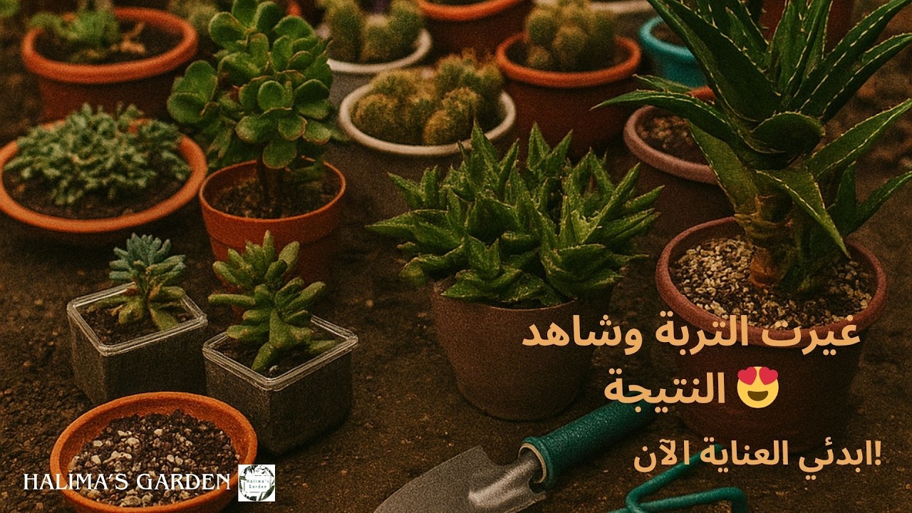 لماذا يجب تغيير تربة نباتاتك الآن؟! نصائح ذهبية للعناية