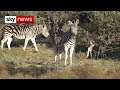 Coronavirus: Game reserve in South Africa threatened by poachers as tourism disappears