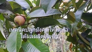 เทคนิคปลูกมังคุดยังไงให้โตเร็ว ติดลูกเร็วขึ้น