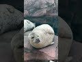 加茂ゴマフアザラシ #ゴマフアザラシ #加茂水族館 #seal #short