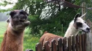 Lama qui mange du pain au ralenti