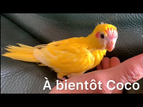 Vidéo: Comment aider un canard blessé