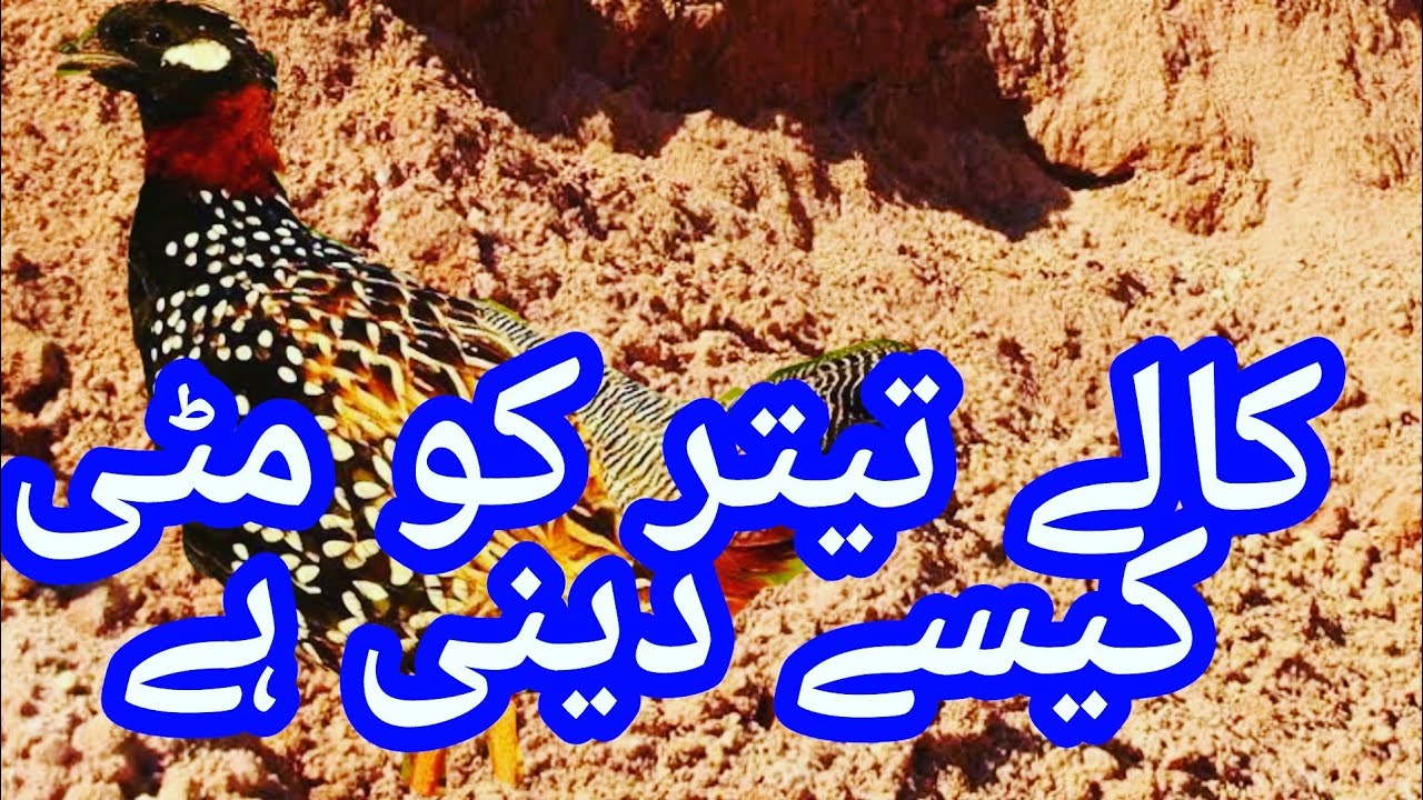 Kaly teetar ko matii kab dani chahy. Teetar ko matti me kaya mala ky dy Teetar ko sardi me mati dani