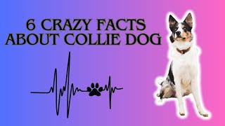 6 Crazy Facts About Collie Dogs You Won! #CollieLove #SmartAndStylish #FurballMagic