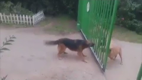 Iš juoko skaudės žandus: ar tai gali būti patys kvailiausi šunys?