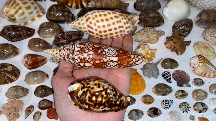 Rare Junonia, zoila, mega sea urchin, helmet shell...