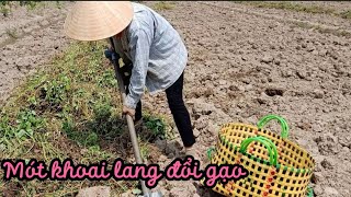 Vợ chồng quê đi mót khoai lang về đổi gạo nuôi gia đình|CSTQST