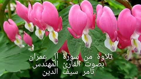 تلاوة من سورة آل عمران بصوت القارئ المهندس تامر سيف الدين