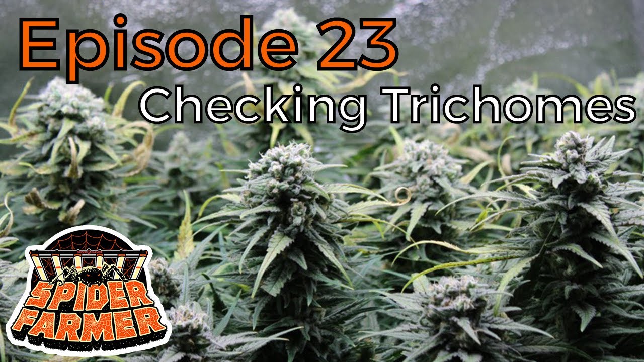Spider Farmer | Checking Trichomes, Week 7 - Ep. 23