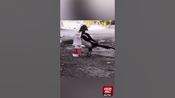 The Crow and the Pitcher in Reality