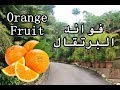 تعرف على فاكهة البرتقال || Orange Fruit 