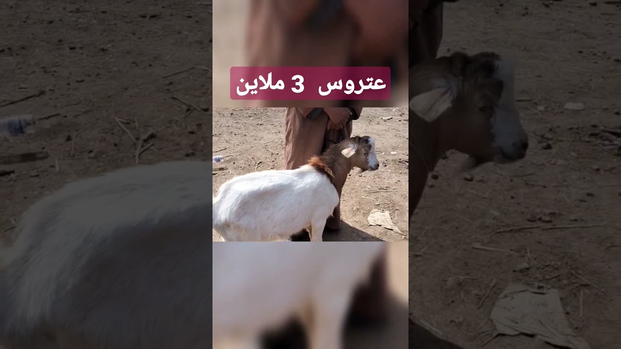 عتروس 3 ملاين في سوق خميس مليانة أسعار الأضاحي