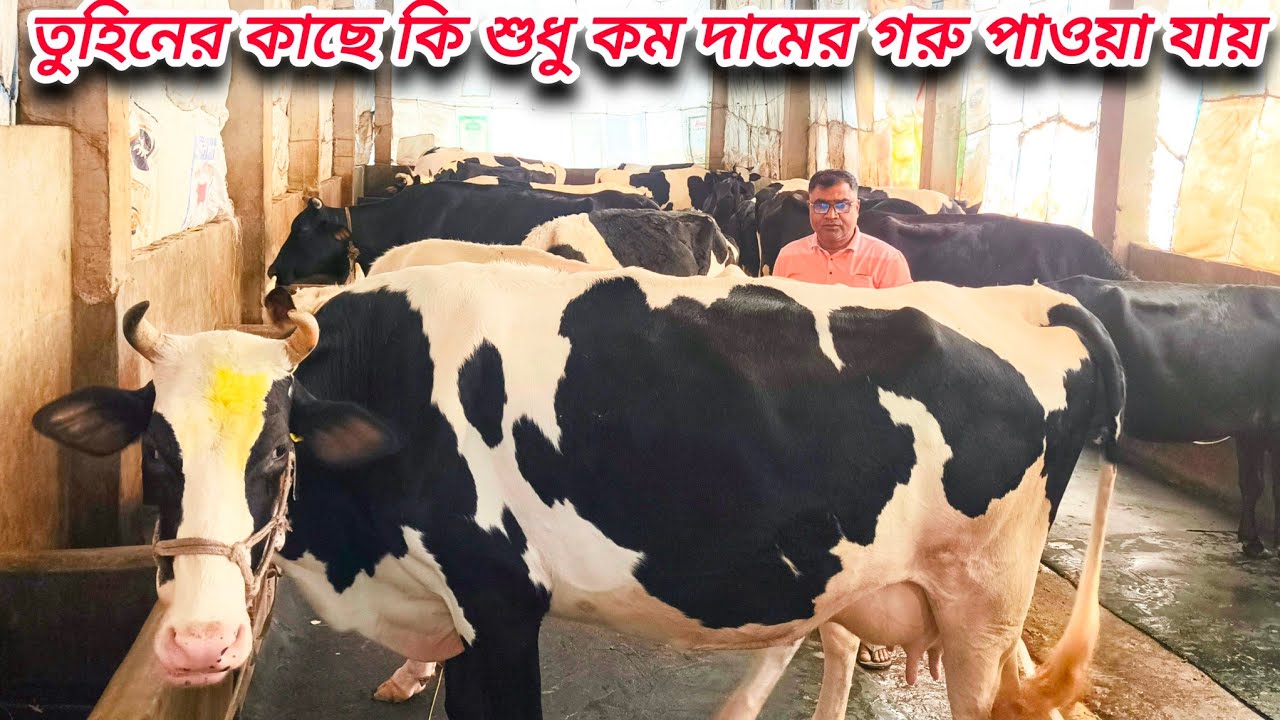 প্রথম বিয়ানের গাভীন বকনা একদম সূলভ মূল্যে || নতুন প্যাকেজ || জানতে ফুল ভিডিওটা দেখুন 
