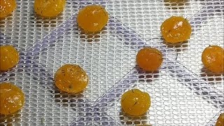 Curing Coturnix Quail Egg Yolks