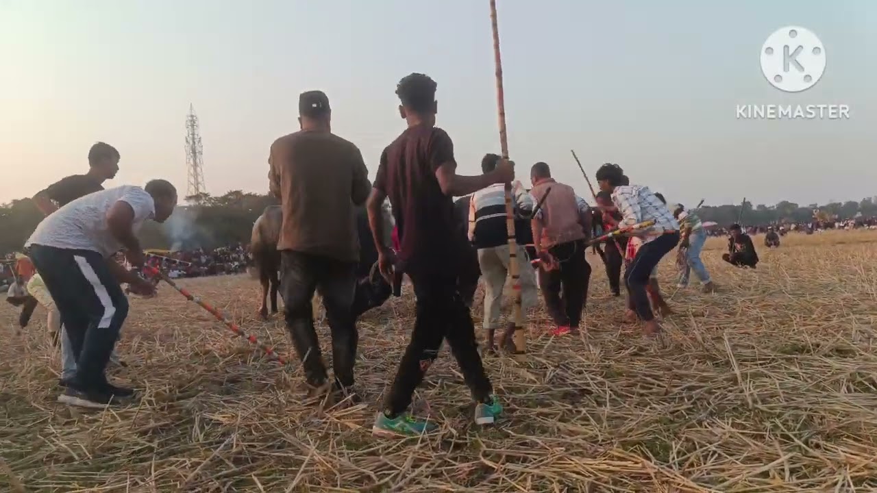 Indian Buffalo fight Gutka vs Ribul ali