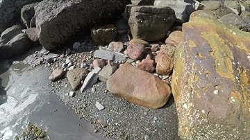 Fossil Hunting yorkshire sandsend June 2021 pt2