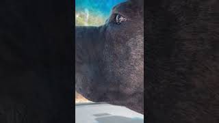 Cane Corso Extreme Protection