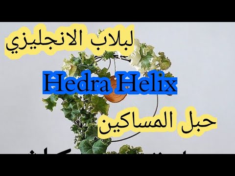 الهيدرا اللبلاب الانجلبزي Hedra-Helix،حبل المساكين زراعة تكاثروعناية بالبيت سريع تكاتر وسهل العناية