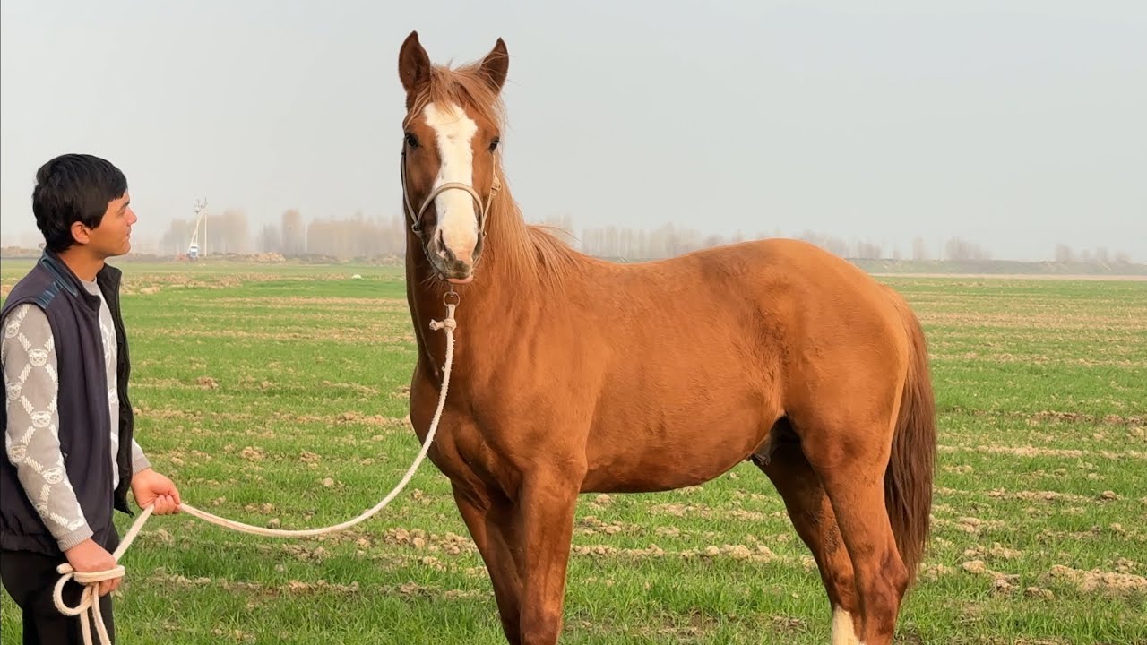 Blatnoy toyni ko’ring mashallo