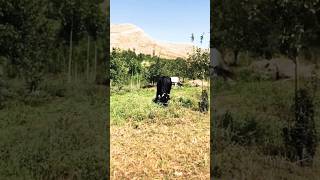 Agriculture Insight: Future of Smart Farming, 🚜 #Shortsfeeds #Viral