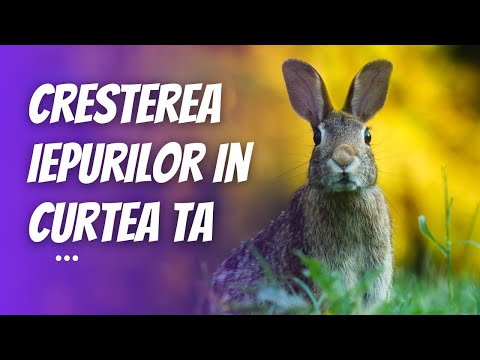 Video: Prevenirea stresului de caldura si a accidentelor la animalele de companie