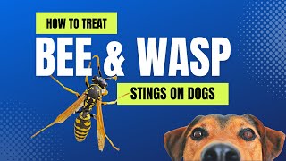What to do if your dog gets stung by a Bee or Wasp