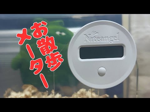 Niteangel Step Counter Setup! - YouTube